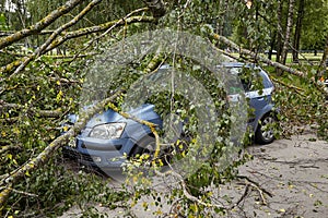 A strong wind broke a tree that fell on a car parked nearby