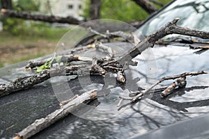 strong wind broke tree that fell on car in the parking lot