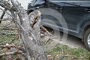 strong wind broke tree that fell on car in the parking lot