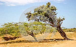 Strong wind in the desert