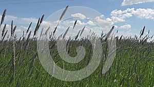 The strong wind inclines Timothy-grass Phleum pratense in field to summer sunny day