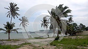 Strong wind on Koh Samui Thailand. Landscape of sea, palms tree, ocean and boat