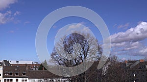 Strong wind moving bare trees with white clouds and blue sky