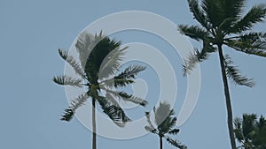 Strong wind shakes the palm trees against the background of a cloudy sky