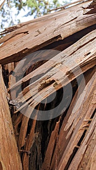 From the strong wind, the thick tree cracked and fell to the ground