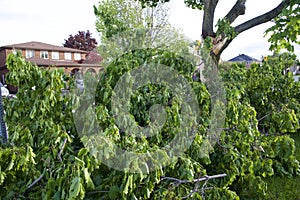 Strong winds and heavy rain cause toppling trees across parts of Ontario, Canada