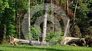 Strong winds refuted rare trees in the park