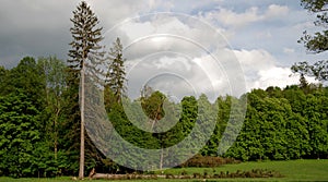 Strong winds refuted rare trees in the park