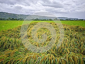 Strong winds uprooted rice plants