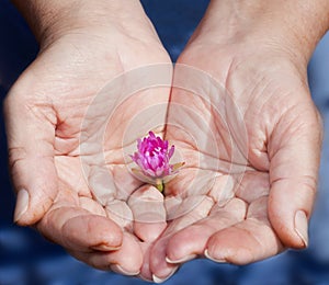 Strong woman's hands and a little flower