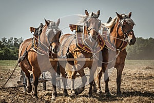 Strong workhorses for field work