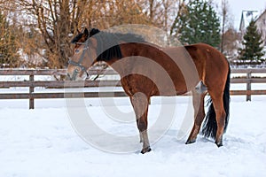 strong young horse in the snow on a ranch