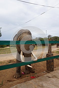 Strongest and largest animal in the land is elephant.