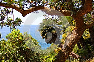 Strongly curved tree on the background of the sea