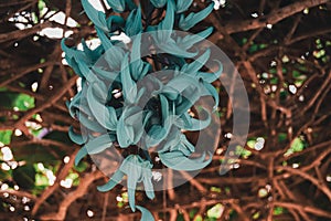 Strongylodon macrobotrys flower or Philippine Jade Vine
