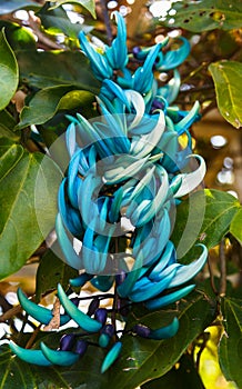 Strongylodon macrobotrys flower photo