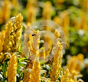 Strongylodon macrobotrys flowers photo