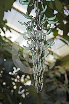 Strongylodon macrobotrys flowers photo