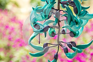 Strongylodon macrobotrys hanging flowers photo