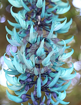 Strongylodon macrobotrys/ Jade Vine bloom as beautiful tiger nails in the garden