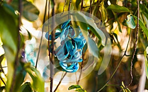Strongylodon macrobotrys flower photo