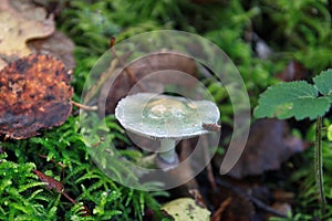 Stropharia aeruginosa commonly known as the verdigris agaric photo