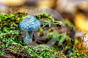 Stropharia aeruginosa, commonly known as the verdigris agaric, Blue mushroom.is a medium-sized green, slimy woodland mushroom,