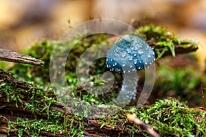 Stropharia aeruginosa, commonly known as the verdigris agaric, Blue mushroom.is a medium-sized green, slimy woodland mushroom,