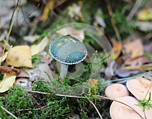 Stropharia aeruginosa, commonly known as the verdigris agaric. photo