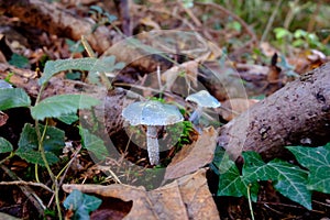 Stropharia caerulea, blue roundhead mushroom close-up on the forest ground. Blue mushrooms