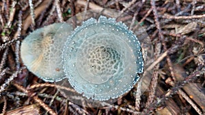 Stropharia caerulea, blue roundhead mushroom close-up photographed from above. Blue UFO among mushrooms.