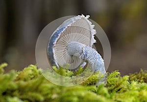 Stropharia caerulea, commonly known as the blue roundhead, is a species of mushroom forming fungus in the family Strophariaceae