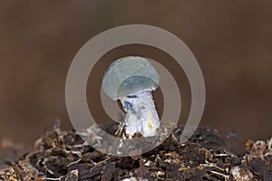 Stropharia caerulea, commonly known as the blue roundhead, is a species of mushroom forming fungus in the family Strophariaceae.