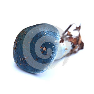 Stropharia caerulea mushroom