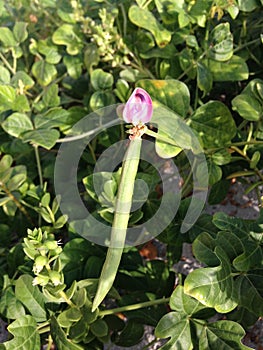 Strophostyles Helvola Plant with Green Seedpods Blossoming in Sand Dunes.