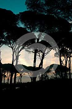 Strophylia forest at sunrise