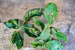 Struck foliage walnut mites