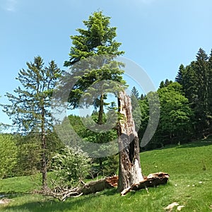 Struck by lightning tree evolved into 1 branch photo