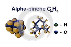 Structural chemical formula and molecular model of alpha-pinene, an organic compound of the terpene class, one of two