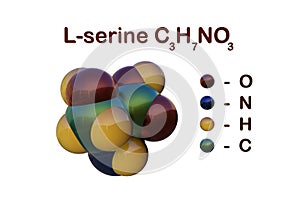 Structural chemical formula and molecular model of serine or l-serine, the nonessential amino acid present on spider