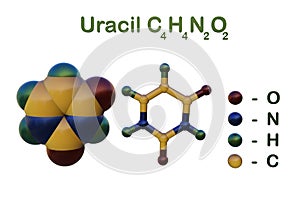 Structural chemical formula and molecular model of uracil, one of four chemical bases that are part of DNA and RNA photo