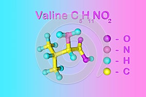 Structural chemical formula and molecular model of valine, an essential amino acid used in the biosynthesis of proteins