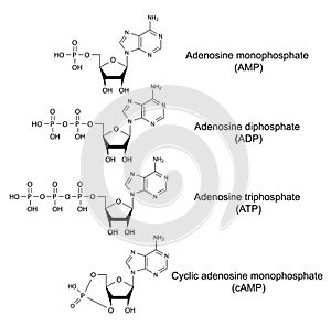 Structural chemical formulas of adenosine phosphat
