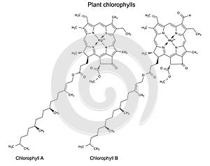 Structural chemical formulas of plant chlorophylls photo