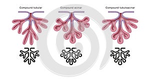 Structural classification of glands. Compound glands photo