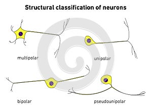 Structural classification of neurons