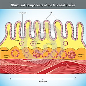 Structural Components of the Mucosal Barrier medical illustration