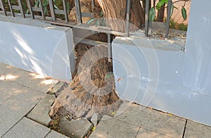 Structural damage tree root