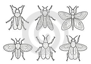 Structural elements typical of insects like Coleoptera (beetles) and