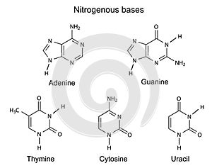 Structural formulas of purine and pyrimidine nitrogenous bases of DNA an RNA photo